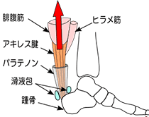 アキレス腱の構造？