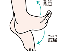 足関節の背屈（屈曲）・底屈（伸展）
