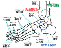 足の足関節は不複合関節？