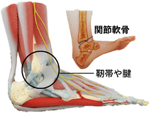 足首と足関節のこと？