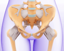 左右の股関節の構造は頑丈にできている|さいたま中央フットケア整体院
