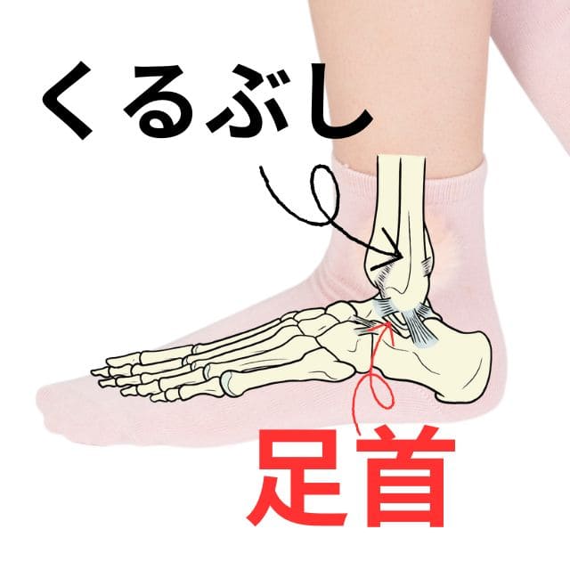 足首の位置、骨模型で理解