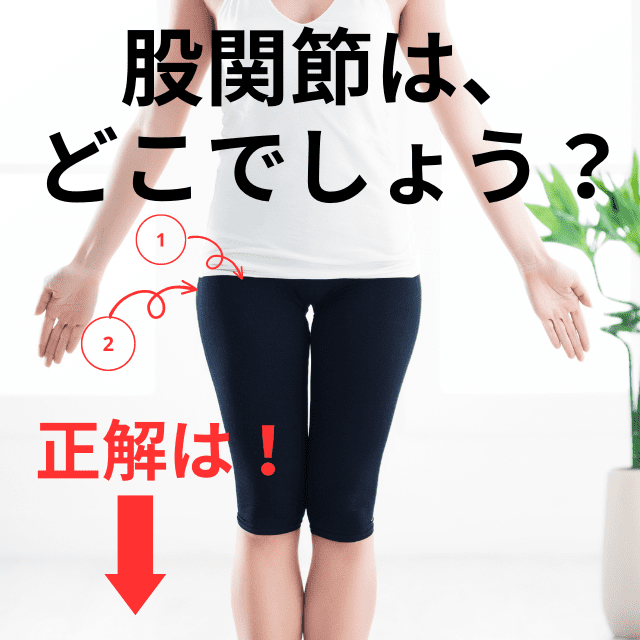 股関節はどこにあるのか？図と動画で詳しく解説|さいたま中央フットケア整体院