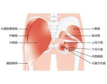 お尻の筋肉について|さいたま中央フットケア整体院