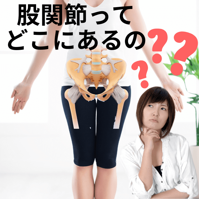 股関節はどこにあるのか?図と動画で詳しく解説|さいたま中央フットケア整体院