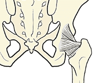 股関節の靭帯