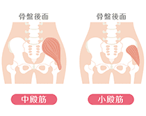 中殿筋・小殿筋