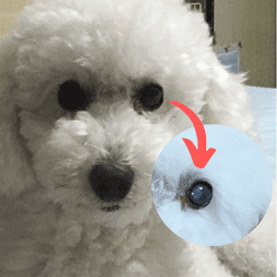 犬の網膜萎縮