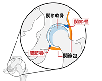 歩くと痛い股関節の構造を知ろう！|さいたま中央フットケア整体院