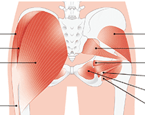 股関節の筋肉
