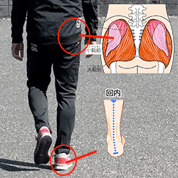 足首と臀部の連携