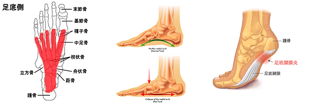 足裏の解剖図