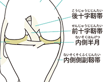 内側外側側副靭帯損傷、前十字後十字靭帯損傷