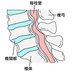 腰椎とは|ささいたま中央フットケア整体院