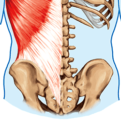 腰部の筋肉とは|ささいたま中央フットケア整体院