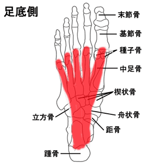 足底腱膜のイメージ