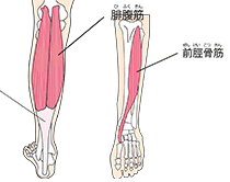 下腿三頭筋ふくらはぎ