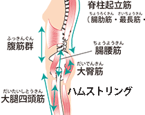 スクワットで鍛えられる筋肉