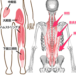 ハムストリング