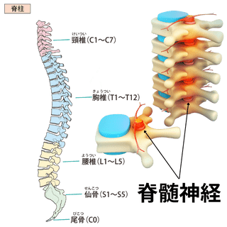 背骨、脊柱、脊髄