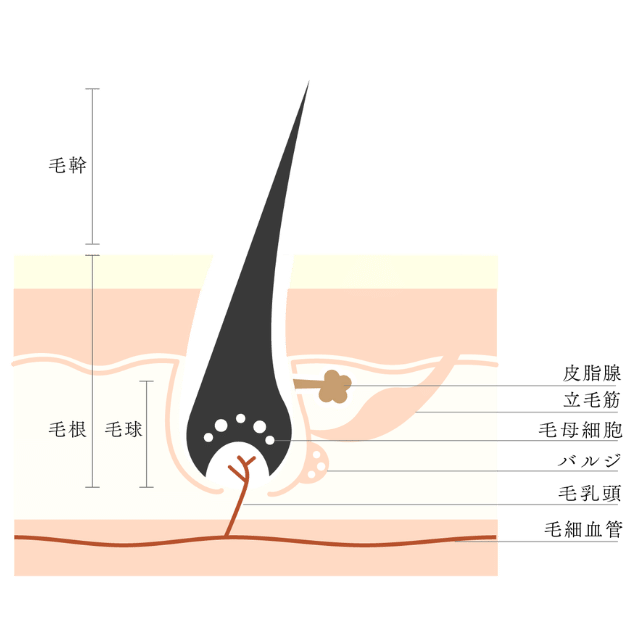 頭皮の仕組み|さいたま中央フットケア整体院