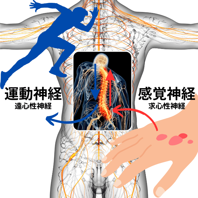 運動神経と知覚神経の違いと波長の違い|さいたま中央フットケア整体院