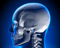 頭蓋骨（cranium）