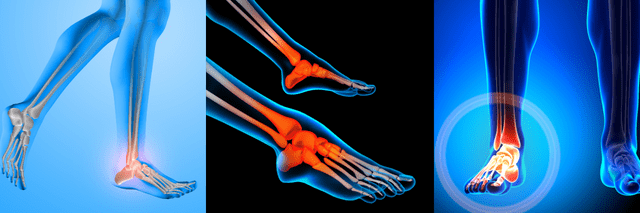 足関節｜身体（人体）の解剖学