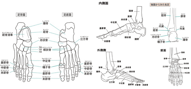足関節の構造解剖