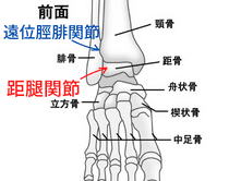 足関節の正面