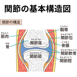 関節の基本構造図