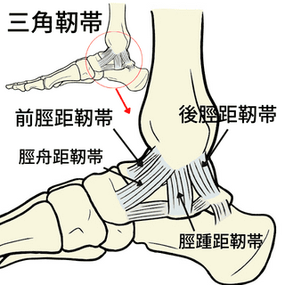 足関節の内側靭帯
