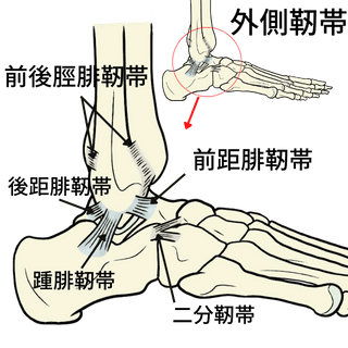足関節の外側靭帯