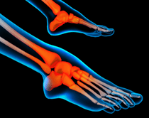 足関節（ankle）