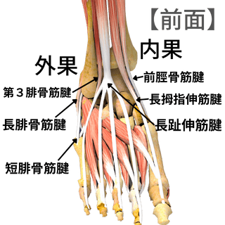 足関節の靭帯・前面