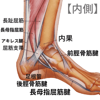 足関節の内側