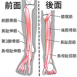 足関節を動かす筋肉