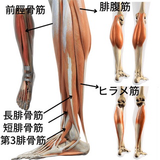 足関節を動かす筋肉