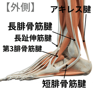 足関節の外側