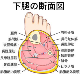 下腿の筋の断面図