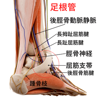 足根菅を通る神経と血管