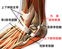 腓骨果溝、腓骨筋支帯