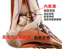 腓骨果溝、腓骨筋支帯