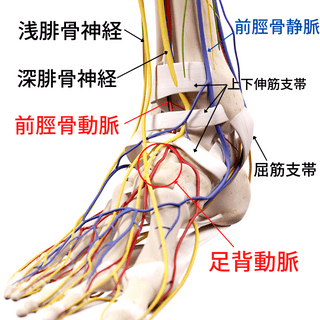 足の神経と血管