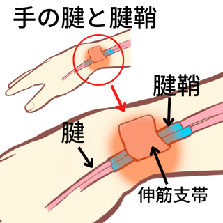 手首の腱と腱鞘の構造
