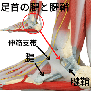 足首の腱と腱鞘の構造